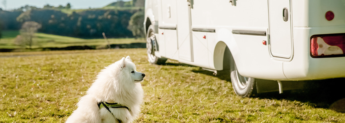 Camping mit Haustieren Was Sie beachten muessen